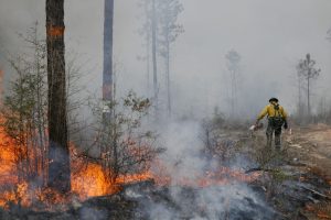 Fireman Extinguishing Forest Fire