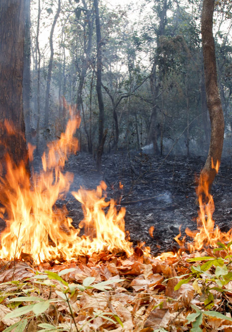 Shutterstock 274632626 Fire burning in forest
